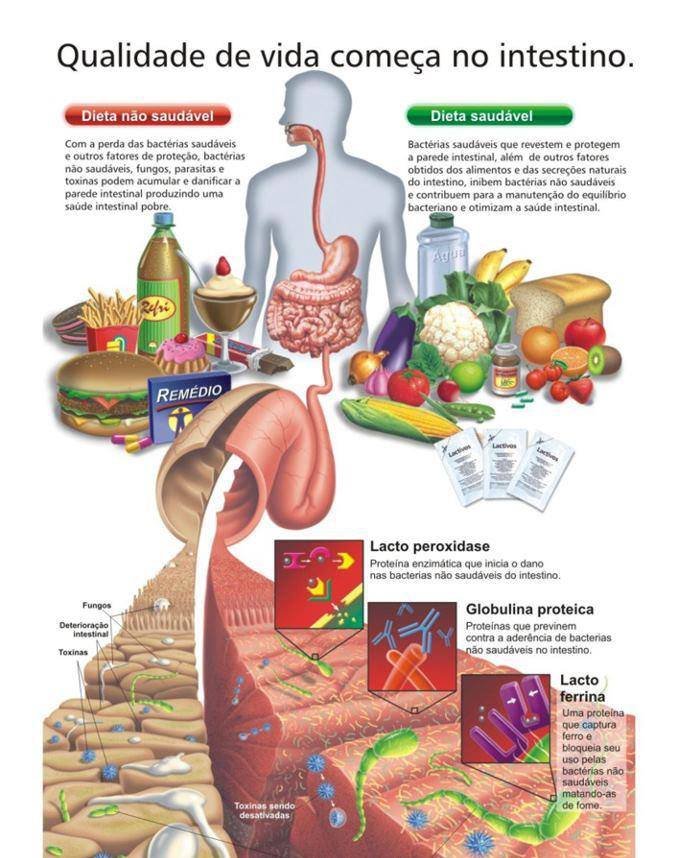 disbiose intestinal